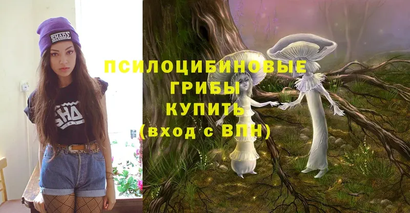 Псилоцибиновые грибы Psilocybine cubensis  купить закладку  Касимов 